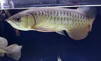 Stock clear out - RTG Asian Arowana, Florida Gar, Giraffe catfish, Ripsaw catfish, Oscar