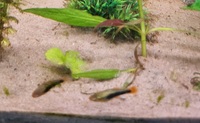 Baby platies for sale