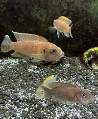 Neolamprologus Brevis Breeding Trio - £8 for trio - SOLD