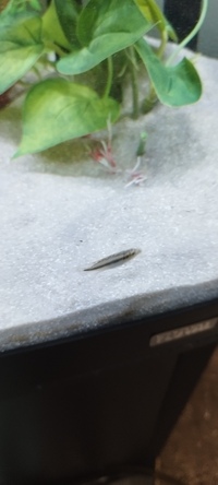 Kribensis