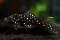 Live zebra pleco fish available for sale now.