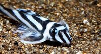 Live zebra pleco fish available for sale now.