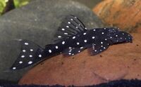 Live zebra pleco fish available for sale now.