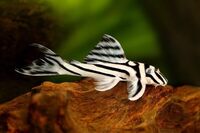 Live zebra pleco fish available for sale now.