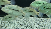 BLACK NASTY Haitiensis cichlid