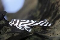 Live zebra pleco fish available for sale now.