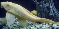 Live zebra pleco fish available for sale now.