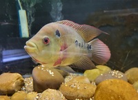 TRIMAC CICHLIDS