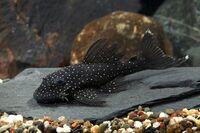 Live zebra pleco fish available for sale now.