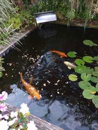 Koi carp, Fan tails and Orfs for sale