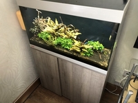[SOLD subject to collection Tuesday] Eheim Vivaline LED 126 - Oak Grey Aquarium, Biomaster thermal 350