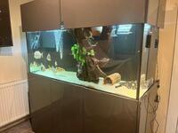   REDUCED  BARGAIN.....500ltr Low maintenance Fish tank & sump with full set up..... £550