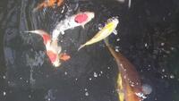 Koi Carp nine fish 6"to15" Discount if they go together