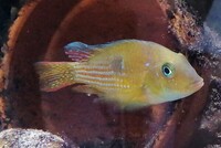 Gymnogeophagus terrapurpura WANTED