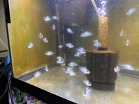 44 Electric Blue Acara Juveniles for SALE