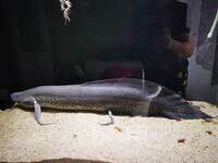50 inch African Lungfish  Protopterus Annectens  free to a good home.