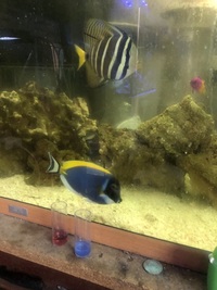 Marine fish