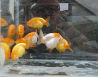 Young Ranchu