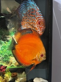 Breeding discus fish