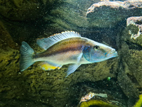 Eye Biter Dimidiochromis compressiceps Birminham