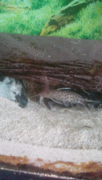 Synodontis petricola