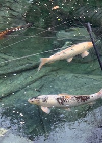 Showa Koi and Ghost Koi for Sale - Hampshire/Postcode Area GU46