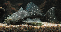 Live zebra pleco fish available for sale now.