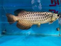 Extremely Rare PureBreed F1 Malaysian Golden BlueBase Crossback Arowana