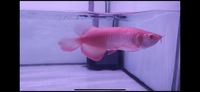 Rarest Arowana In The World Available Pre-Order Albino Super Red