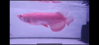 Rarest Arowana In The World Available Pre-Order Albino Super Red