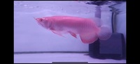 Rarest Arowana In The World Available Pre-Order Albino Super Red