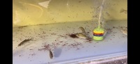 Freshwater Barramundi Lates Calcafer