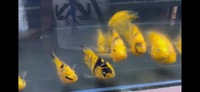 Golden Yellow Tiger Parrot Fish….. all Sold out now 