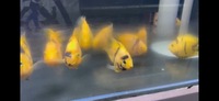 Golden Yellow Tiger Parrot Fish….. all Sold out now 