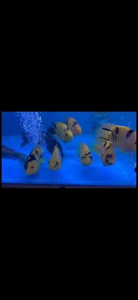 Golden Yellow Tiger Parrot Fish….. all Sold out now 