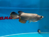 Very Rare KING AROWANA 24k GOLD CROSBACK SOLD SOLD SOLD