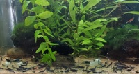 Neocaridina Blue Diamond Shrimps 2£ each