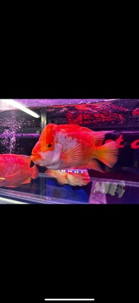 Rare Hybrid Mammon Parrot Fish