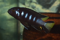 Various Mbuna juveniles always available. Bedfordshire