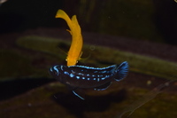 Various Mbuna juveniles always available. Bedfordshire