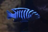 Various Mbuna juveniles always available. Bedfordshire