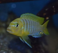 Various Mbuna juveniles always available... Bedfordshire