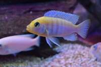 Various Mbuna juveniles always available. Bedfordshire