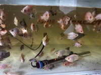Mix of various hybrid parrot fish last 20 left from 500