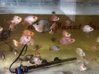 Mix of various hybrid parrot fish last 20 left from 500