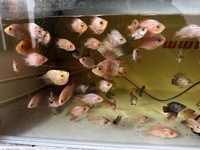 Mix of various hybrid parrot fish last 20 left from 500
