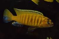 Various Mbuna juveniles always available. Bedfordshire