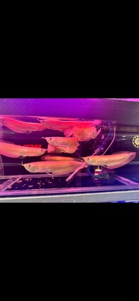 Banana Yellow Albino Silver Arowana