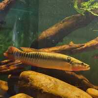MAKE ME AN OFFER - ZEBRA PIKE 14 inches
