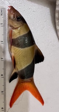 5 X 6” INCH CHUNKY CLOWN LOACHES £150 FOR THE GROUP FREE DELIVERY 27/10/23 - UPDATED